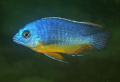 Protomelas sp. 'steveni imperial' Gome